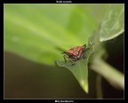 Pyrrhocoris Apterus