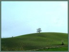 maremma