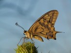 Papilio Macaon 2