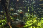 LONDON ACQUARIUM