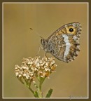 Coenonympha pamphilus Coenonympha pamphilus