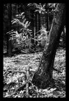 solo nella foresta