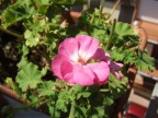 piccolo macro