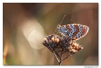 Melitaea cinxia