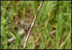 libellula con obiettivo in kit 18-55