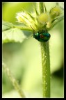 Mimettizzato nel verde