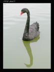 cigno nero 50ino