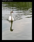 cigno bianco 50ino