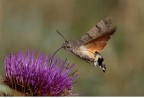 Macroglossum anch'io!