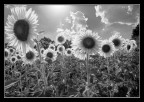 controluce