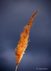Canna piumata
