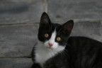 GATTINO