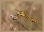 Libellula dorata