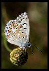 Prima farfalla