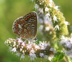 farfalla farfallina