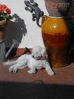 una delle mie prime 40 foto in qualche modo.. "pensate" la mia cagnetta mim :-) adora stare al sole