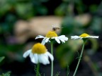 Prima prova di macro.
Non siate crudeli.
Ho utilizzato esclusivamente la funzione macro della fotocamera,senza lenti macro,quindi questo e il max che potevo ottenere.