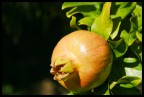 giovane melograno