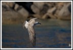 volo ravvicinato