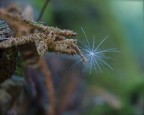 flebile equilibrio
