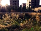Milano, 21 agosto. Queste spighe di grano erano piazzate bellamente in una piazzetta completamente cementificata dal caro padrone di Pirelli. Il sole era l per andarsene e mi ha fatto ricordare i paesaggi di quell'orrendo film con will smith. Piccolo crop sx per levare 2 persone e un paio di cassonetti. Livelli, contrasto, saturazione per recuperare un p di verde. E' un pelino storta, ma non la ho raddrizzata per non perdere nitidezza. Il flare era quasi cercato.