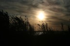 canne al vento