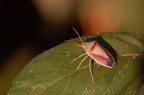 Cimice colorata