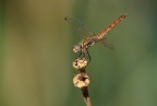 nikon focale510mm f.6.8 iso200 1/1250