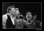 Stray Cats