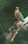Renzo-Martin Pescatore