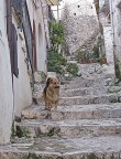 "Il suo sguardo punta verso un altro povero cane che verr successivamente aggredito perch ha osato avvicinarsi al suo quartiere"