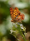 Issoria lathonia