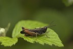 Omocestus rufipes  fam. Acrididae