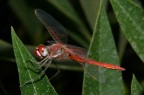 La Rossa