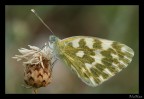 Pontia Edusa