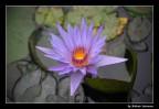 Fiore di Ninfea