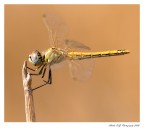Libellula al vento