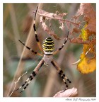 Un grande ragno.... Un grande ragno....