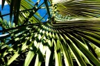 linee d'ombra