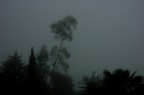 alba nebbiosa 2