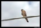 Falco Grillaio