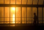 Luce