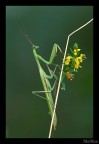 Mantide con bouquet