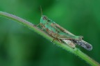 cavalletta verde
