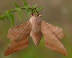 Falena
