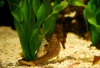 datemi un'alga e vi sollever il mondo