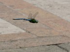 Anax imperator in volo