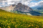 Immagine ripresa dalla Capanna Lago Bo verso il Sassongher. Alta Badia. Quest'anno poca fauna ma tanta flora.