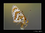 farfalla