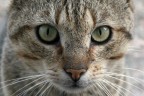 si chiama cos gatto grigione preso dalla fame si  avvicinato al mio canon 100mm macro eos 30d
